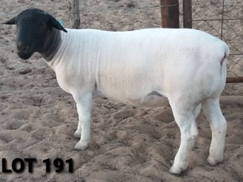 1 X DORPER RAM NO VAT