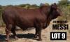 1 X BULL DRAUGHT/M 1952 VAT