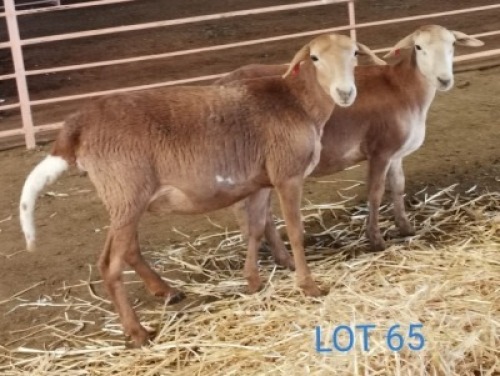 LOT 65 2X MEATMASTER OOI/EWE THERONJE MEATMASTERS (PER STUK OM LOT TE NEEM/PER PIECE TO TAKE THE LOT)