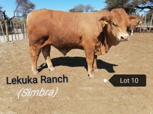 1 X BULL SIMBRA VAT