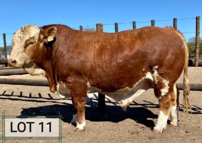 1 X BULL SIMBRA VAT