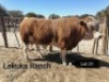 1 X BULL SIMMENTALER VAT