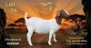 1 X BOER GOAT FLOCK PREGNANT DOE KosaMoesaLot Boerbok Stoet