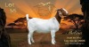 1 X BOER GOAT STUD PREGNANT DOE KosaMoesaLot Boerbok Stoet