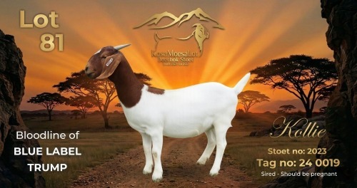 1 X BOER GOAT FLOCK PREGNANT DOE KosaMoesaLot Boerbok Stoet