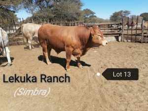 1 X BULL SIMBRA VAT