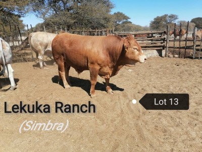 1 X BULL SIMBRA VAT