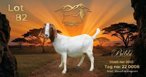 WITHDRAWN - 1 X BOER GOAT PREGNANT DOE KosaMoesaLot Boerbok Stoet