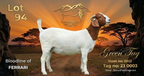 1 X BOER GOAT FLOCK PREGNANT DOE KosaMoesaLot Boerbok Stoet