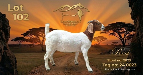 WITHDRAWN - 1 X BOER GOAT DOE KosaMoesaLot Boerbok Stoet