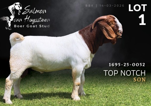 1 X BOER GOAT FLOCK ON COLOUR BUCK Salmon van Huyssteen Boer Goat Stud