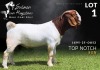 1 X BOER GOAT FLOCK ON COLOUR BUCK Salmon van Huyssteen Boer Goat Stud