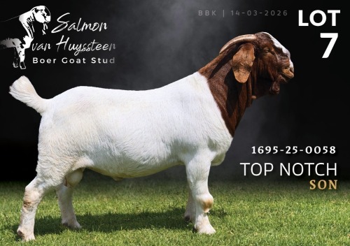 1 X BOER GOAT STUD BUCK Salmon van Huyssteen Boer Goat Stud