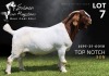 1 X BOER GOAT STUD BUCK Salmon van Huyssteen Boer Goat Stud