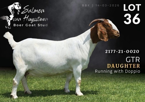 1 X BOER GOAT STUD PREGNANT DOE Salmon van Huyssteen Boer Goat Stud