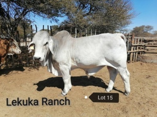 1 X BULL BRAH WHITE VAT