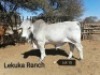 1 X BULL BRAH WHITE VAT