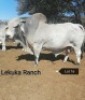 1 X BULL BRAH WHITE VAT