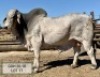 1 X BULL BRAH WHITE VAT