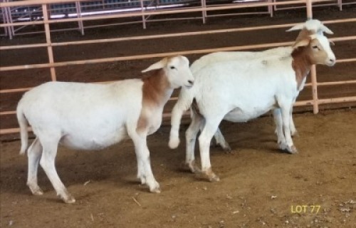 LOT 77 3X MEATMASTER OOI/EWE THERONJE MEATMASTERS (PER STUK OM LOT TE NEEM/PER PIECE TO TAKE THE LOT)