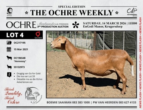 1 X MEATMASTER RECORDED PREGNANT EWE Ochre Meatmasters