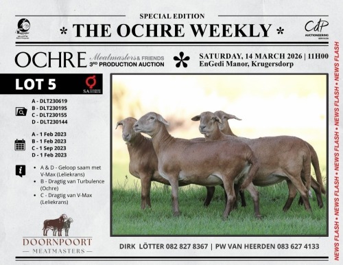 1 X MEATMASTER RECORDED TWIN PREGNANT EWE Doornpoort Meatmasters