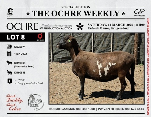 1 X MEATMASTER RECORDED PREGNANT EWE Ochre Meatmasters