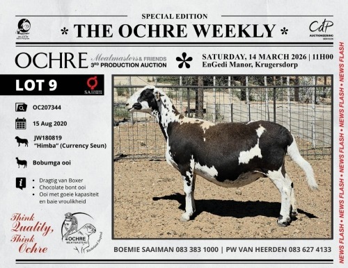 1 X MEATMASTER RECORDED PREGNANT EWE Ochre Meatmasters