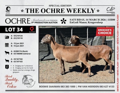 1 X MEATMASTER RECORDED TWIN PREGNANT EWE Ochre Meatmasters