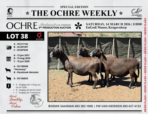 1 X MEATMASTER RECORDED TWIN PREGNANT EWE Ochre Meatmasters