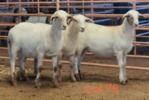 LOT 78 3X MEATMASTER OOI/EWE THERONJE MEATMASTERS (PER STUK OM LOT TE NEEM/PER PIECE TO TAKE THE LOT)