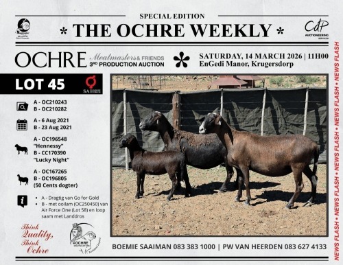 1+1 X MEATMASTER RECORDED PREGNANT EWE Ochre Meatmasters