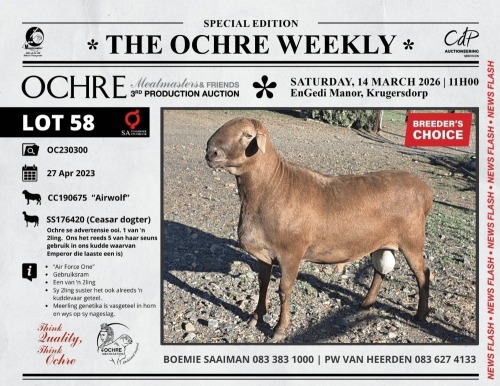 1 X MEATMASTER RECORDED RAM Ochre Meatmasters
