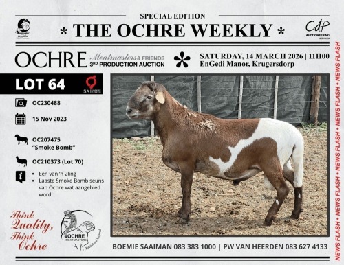 1 X MEATMASTER RECORDED RAM Ochre Meatmasters