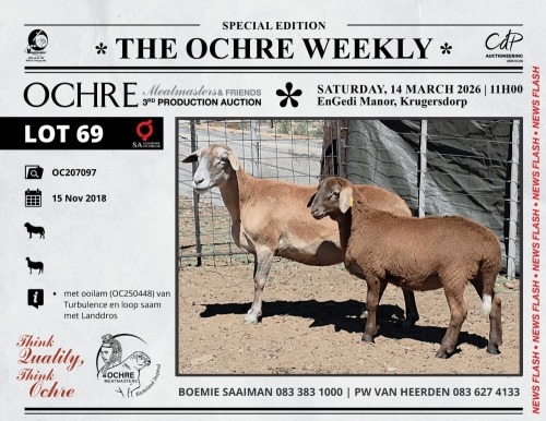 1+1 X MEATMASTER RECORDED TWIN PREGNANT EWE Ochre Meatmasters
