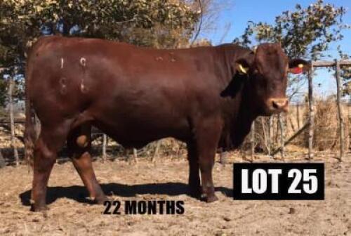 1 X BULL DRAUGHT/M 1986 VAT