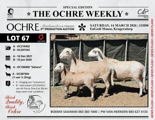 1+1 X MEATMASTER RECORDED EWE Ochre Meatmasters