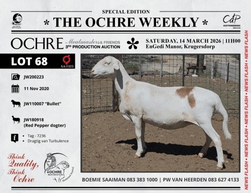 1 X MEATMASTER RECORDED EWE Ochre Meatmasters