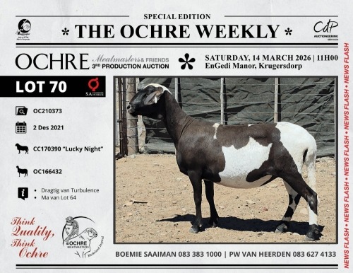 1 X MEATMASTER RECORDED PREGNANT EWE Ochre Meatmasters
