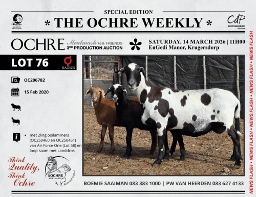1+2 X MEATMASTER RECORDED PREGNANT EWE Ochre Meatmasters