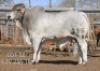 1 X BULL BRAH WHITE NO VAT