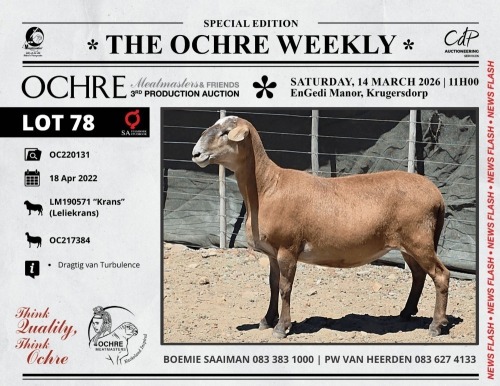 1 X MEATMASTER RECORDED PREGNANT EWE Ochre Meatmasters