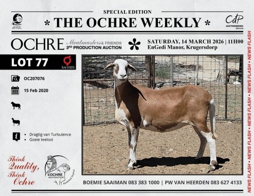 1 X MEATMASTER RECORDED PREGNANT EWE Ochre Meatmasters