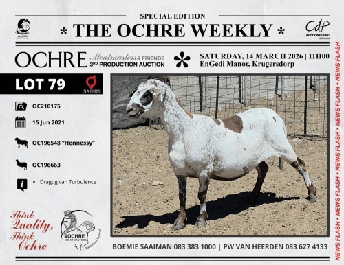 1 X MEATMASTER RECORDED EWE Ochre Meatmasters