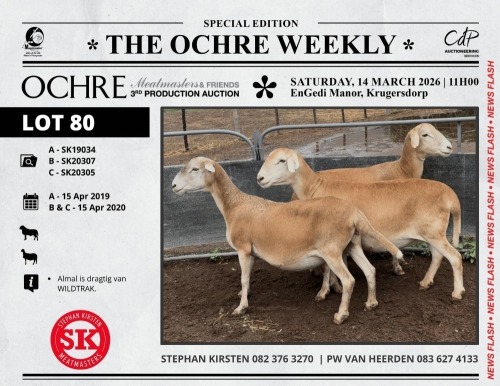 1 X MEATMASTER NOT RECORDED PREGNANT EWE Stephan Kirsten Meatmasters
