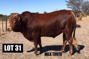 1 X BULL DRAUGHT/M 1962 VAT