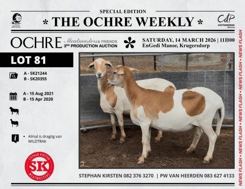 1 X MEATMASTER NOT RECORDED PREGNANT EWE Stephan Kirsten Meatmasters