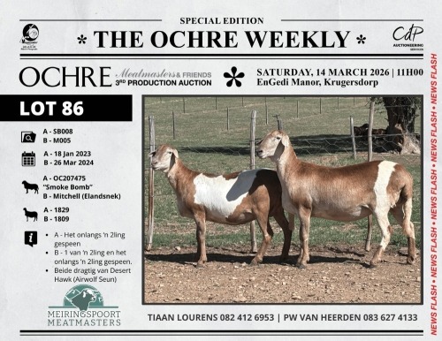 WITHDRAWN - 1 X MEATMASTER NOT RECORDED PREGNANT EWE Meiringspoort Meatmasters