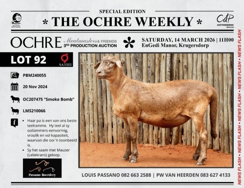 1 X MEATMASTER RECORDED PREGNANT EWE Passano Boerdery