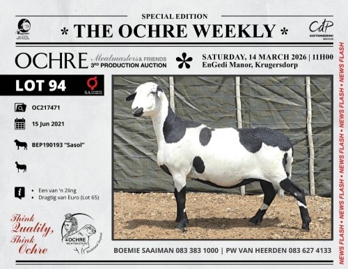1 X MEATMASTER RECORDED PREGNANT EWE Ochre Meatmasters